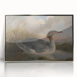 Goosander Dun Diver Art Print - Robert Wilkinson Padley Realism Bird Decor