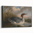 Goosander Dun Diver Art Print - Robert Wilkinson Padley Realism Bird Decor