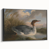 Goosander Dun Diver Art Print - Robert Wilkinson Padley Realism Bird Decor