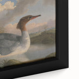 Goosander Dun Diver Art Print - Robert Wilkinson Padley Realism Bird Decor