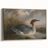Goosander Dun Diver Art Print - Robert Wilkinson Padley Realism Bird Decor