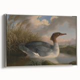 Goosander Dun Diver Art Print - Robert Wilkinson Padley Realism Bird Decor