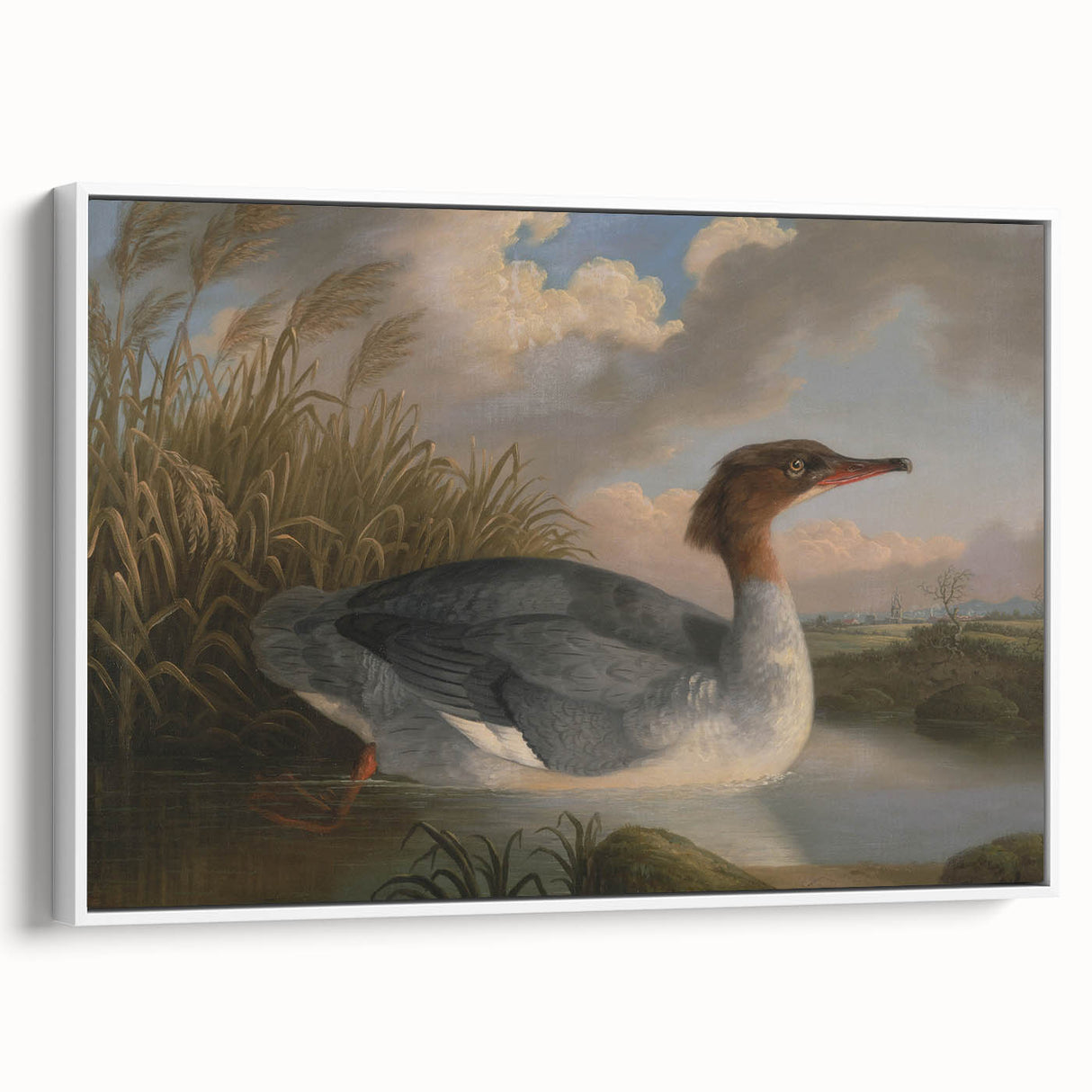 Goosander Dun Diver Art Print - Robert Wilkinson Padley Realism Bird Decor