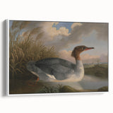 Goosander Dun Diver Art Print - Robert Wilkinson Padley Realism Bird Decor