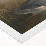 Goosander Dun Diver Art Print - Robert Wilkinson Padley Realism Bird Decor