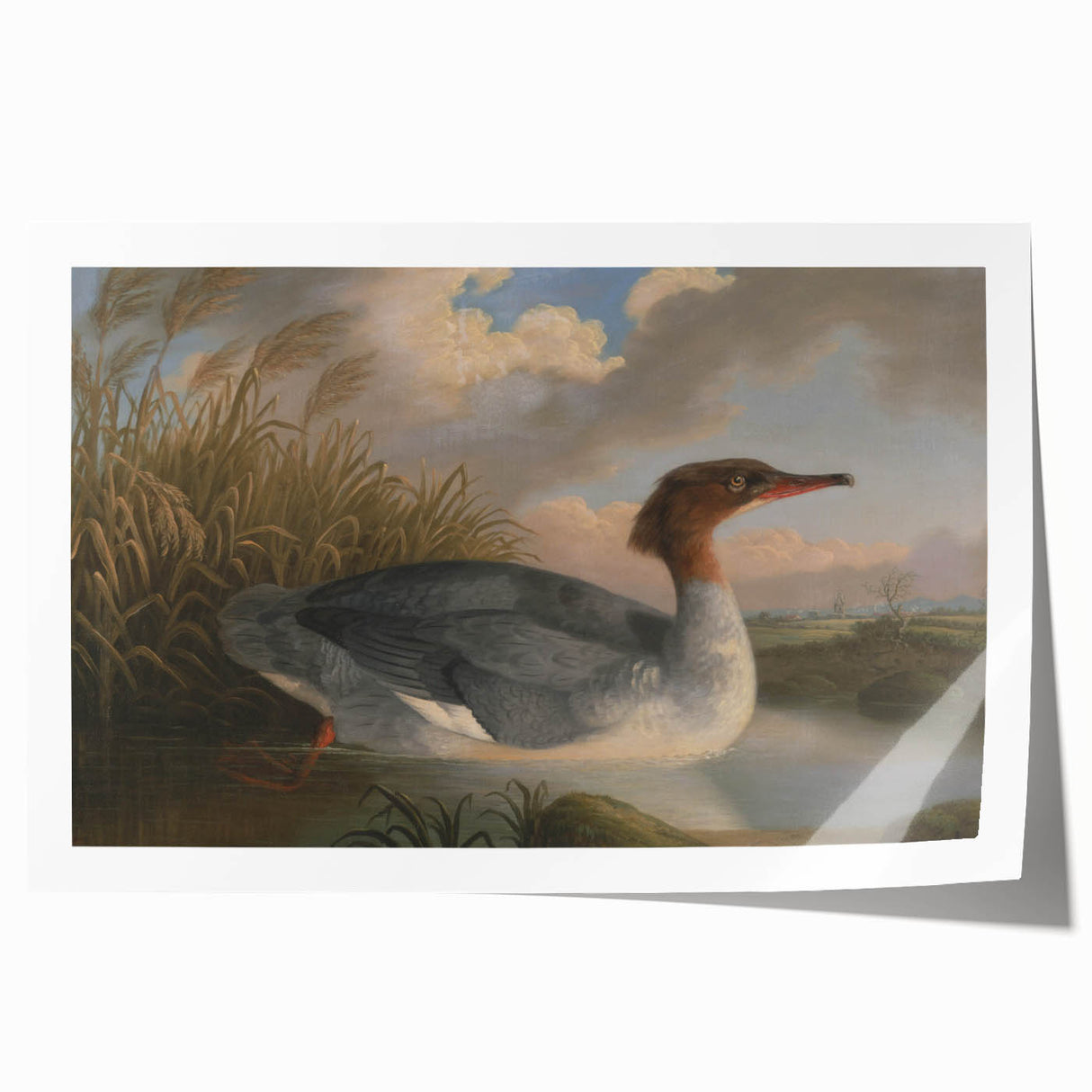 Goosander Dun Diver Art Print - Robert Wilkinson Padley Realism Bird Decor