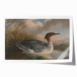 Goosander Dun Diver Art Print - Robert Wilkinson Padley Realism Bird Decor