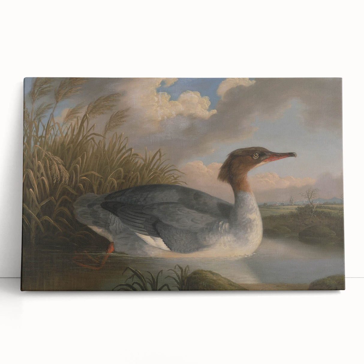 Goosander Dun Diver Art Print - Robert Wilkinson Padley Realism Bird Decor