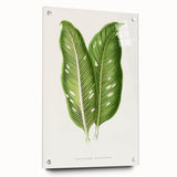 Classic Romantic Art: Green Dieffenbachia Leaf Illustration Print
