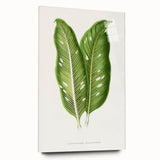Classic Romantic Art: Green Dieffenbachia Leaf Illustration Print