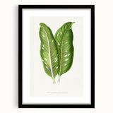 Classic Romantic Art: Green Dieffenbachia Leaf Illustration Print