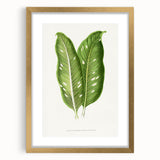 Classic Romantic Art: Green Dieffenbachia Leaf Illustration Print