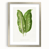 Classic Romantic Art: Green Dieffenbachia Leaf Illustration Print