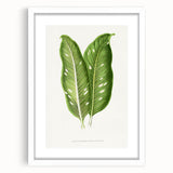 Classic Romantic Art: Green Dieffenbachia Leaf Illustration Print