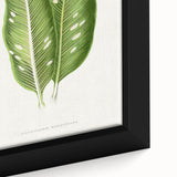 Classic Romantic Art: Green Dieffenbachia Leaf Illustration Print