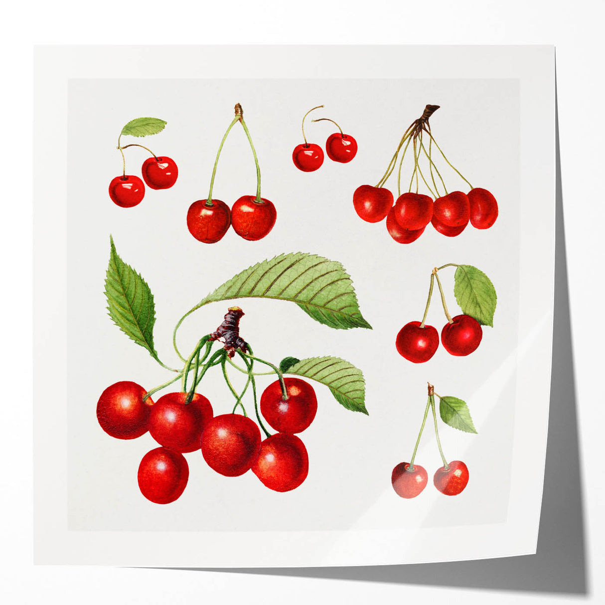 Rolled canvas print featuring an array of colorful fruits, ideal for art wall dining room or classy bathroom wall art.