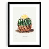 Romantic Era Art: Golden Barrel Cactus Botanical Illustration Print