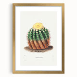 Romantic Era Art: Golden Barrel Cactus Botanical Illustration Print