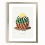 Romantic Era Art: Golden Barrel Cactus Botanical Illustration Print