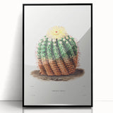 Romantic Era Art: Golden Barrel Cactus Botanical Illustration Print