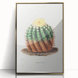 Romantic Era Art: Golden Barrel Cactus Botanical Illustration Print