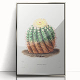 Romantic Era Art: Golden Barrel Cactus Botanical Illustration Print