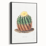 Romantic Era Art: Golden Barrel Cactus Botanical Illustration Print