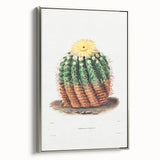 Romantic Era Art: Golden Barrel Cactus Botanical Illustration Print
