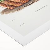 Romantic Era Art: Golden Barrel Cactus Botanical Illustration Print