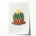 Romantic Era Art: Golden Barrel Cactus Botanical Illustration Print