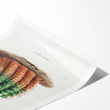 Romantic Era Art: Golden Barrel Cactus Botanical Illustration Print