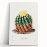 Romantic Era Art: Golden Barrel Cactus Botanical Illustration Print