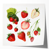 Extra large rolled print featuring an assortment of vibrant fruits on a white background, ideal for dining room wall art.