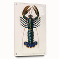 Romantic Era Art: Blue Lobster Illustration by Charles Dessalines d’Orbigny