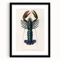 Romantic Era Art: Blue Lobster Illustration by Charles Dessalines d’Orbigny