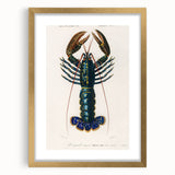 Romantic Era Art: Blue Lobster Illustration by Charles Dessalines d’Orbigny