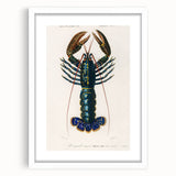 Romantic Era Art: Blue Lobster Illustration by Charles Dessalines d’Orbigny