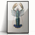 Romantic Era Art: Blue Lobster Illustration by Charles Dessalines d’Orbigny
