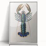 Romantic Era Art: Blue Lobster Illustration by Charles Dessalines d’Orbigny