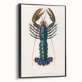 Romantic Era Art: Blue Lobster Illustration by Charles Dessalines d’Orbigny