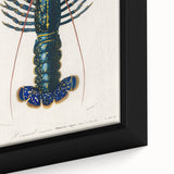 Romantic Era Art: Blue Lobster Illustration by Charles Dessalines d’Orbigny