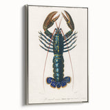 Romantic Era Art: Blue Lobster Illustration by Charles Dessalines d’Orbigny