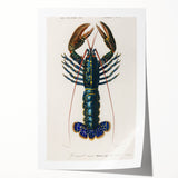 Romantic Era Art: Blue Lobster Illustration by Charles Dessalines d’Orbigny