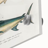 Romantic Era Art: Fish Illustrations by Charles Dessalines d’Orbigny