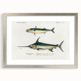 Romantic Era Art: Fish Illustrations by Charles Dessalines d’Orbigny