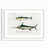 Romantic Era Art: Fish Illustrations by Charles Dessalines d’Orbigny