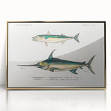 Romantic Era Art: Fish Illustrations by Charles Dessalines d’Orbigny