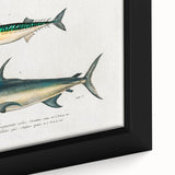 Romantic Era Art: Fish Illustrations by Charles Dessalines d’Orbigny