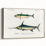 Romantic Era Art: Fish Illustrations by Charles Dessalines d’Orbigny