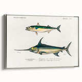 Romantic Era Art: Fish Illustrations by Charles Dessalines d’Orbigny